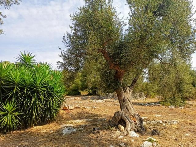 Casina Fumarola ξενώνας Ostuni Εξωτερικό φωτογραφία