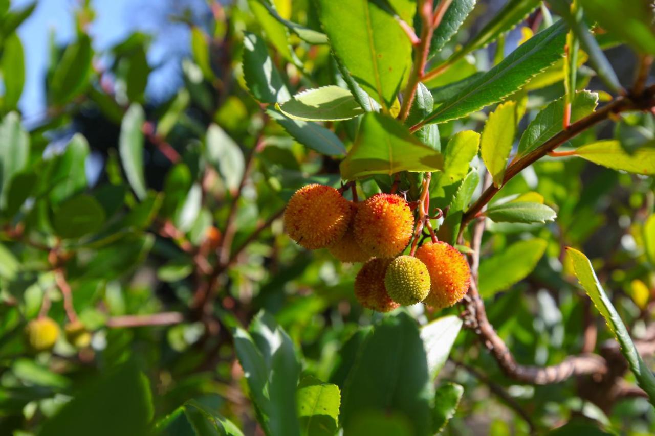 Casina Fumarola ξενώνας Ostuni Εξωτερικό φωτογραφία